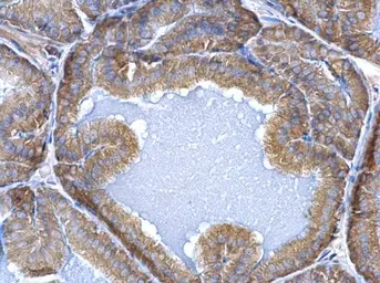 Anti-ERP29 antibody used in IHC (Paraffin sections) (IHC-P). GTX102225