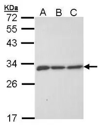 Anti-ERP29 antibody used in Western Blot (WB). GTX102225