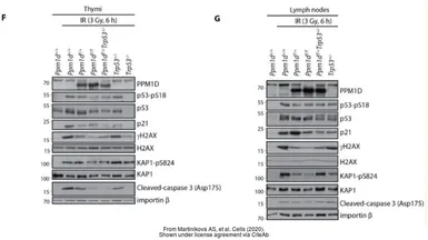 Anti-KAP1 antibody [N1N2], N-term used in Western Blot (WB). GTX102227