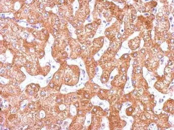 Anti-GCP2 antibody [N1N2], N-term used in IHC (Paraffin sections) (IHC-P). GTX102281