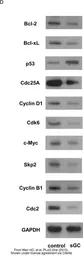 Anti-CDC25A antibody used in Western Blot (WB). GTX102308