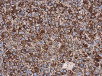 Anti-CDC25A antibody used in IHC (Paraffin sections) (IHC-P). GTX102308