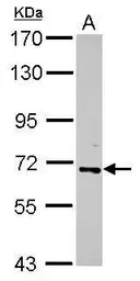 Anti-RelB antibody used in Western Blot (WB). GTX102332