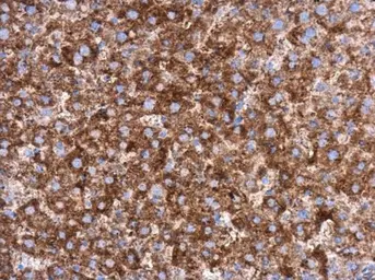 Anti-MEK1 antibody used in IHC (Paraffin sections) (IHC-P). GTX102391