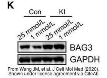 Anti-BAG3 antibody used in Western Blot (WB). GTX102396