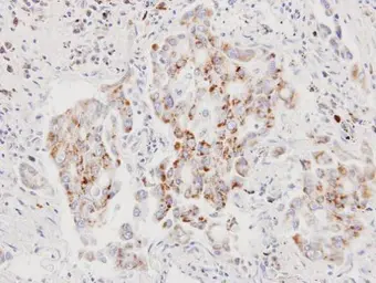 Anti-AIF antibody [N1N2], N-term used in IHC (Paraffin sections) (IHC-P). GTX102399