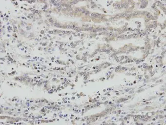 Anti-AIF antibody [N1N2], N-term used in IHC (Paraffin sections) (IHC-P). GTX102399