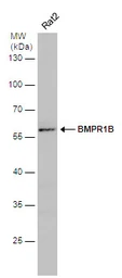 Anti-BMPR1B antibody [N3C3] used in Western Blot (WB). GTX102453