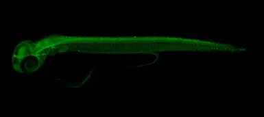 Anti-ERR gamma antibody used in IHC (Whole mount) (IHC-Wm). GTX102664