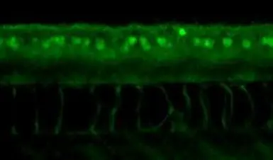 Anti-ERR gamma antibody used in IHC (Whole mount) (IHC-Wm). GTX102664