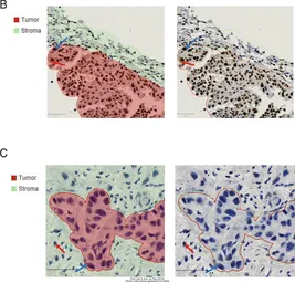 Anti-DCK antibody used in Immunohistochemistry (IHC). GTX102800