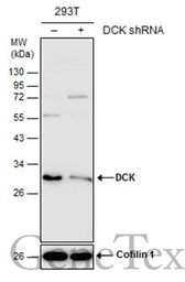 Anti-DCK antibody used in Western Blot (WB). GTX102800