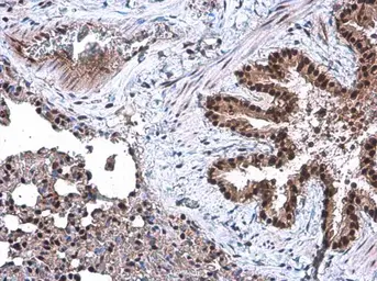 Anti-DCK antibody used in IHC (Paraffin sections) (IHC-P). GTX102800