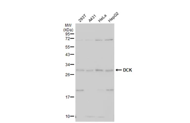 Anti-DCK antibody used in Western Blot (WB). GTX102800