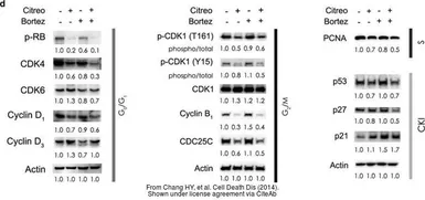Anti-CDK4 antibody used in Western Blot (WB). GTX102993