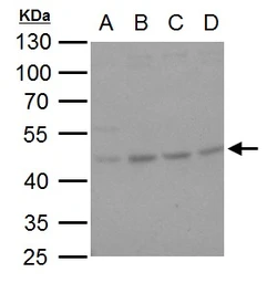 Anti-HSP47 antibody [N2C2], Internal used in Western Blot (WB). GTX103011
