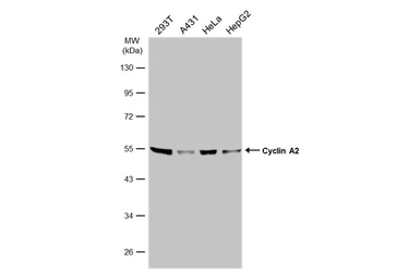 Anti-Cyclin A2 antibody used in Western Blot (WB). GTX103042