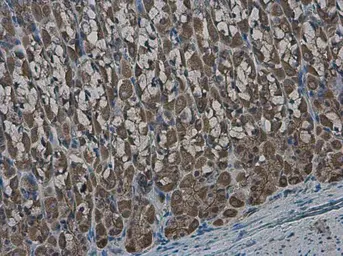 Anti-GLMN antibody used in IHC (Paraffin sections) (IHC-P). GTX103064