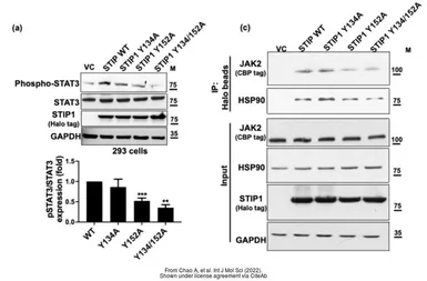 Anti-STIP1 antibody used in Western Blot (WB). GTX103068