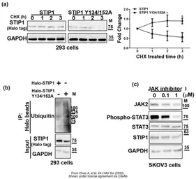 Anti-STIP1 antibody used in Western Blot (WB). GTX103068