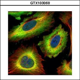 Anti-STIP1 antibody used in Immunocytochemistry/ Immunofluorescence (ICC/IF). GTX103068