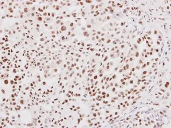 Anti-NRF1 antibody used in IHC (Paraffin sections) (IHC-P). GTX103179