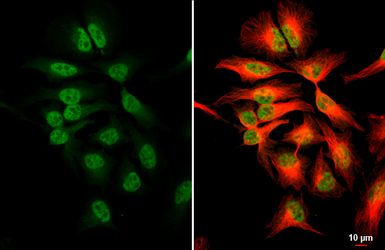 Anti-NRF1 antibody used in Immunocytochemistry/ Immunofluorescence (ICC/IF). GTX103179
