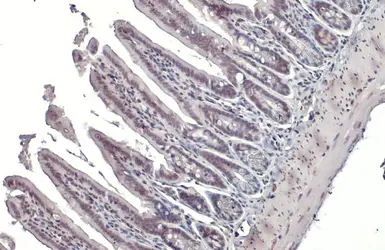 Anti-NRF1 antibody used in IHC (Paraffin sections) (IHC-P). GTX103179