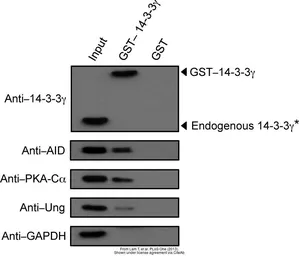 Anti-UNG antibody used in Western Blot (WB). GTX103236