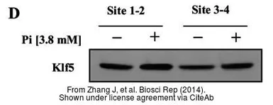 Anti-KLF5 antibody used in Western Blot (WB). GTX103289