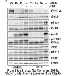 Anti-Lamin B1 antibody used in Western Blot (WB). GTX103292