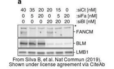 Anti-Lamin B1 antibody used in Western Blot (WB). GTX103292