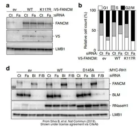 Anti-Lamin B1 antibody used in Western Blot (WB). GTX103292