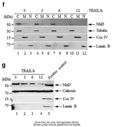 Anti-Lamin B1 antibody used in Western Blot (WB). GTX103292