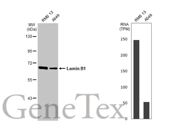 Anti-Lamin B1 antibody used in Western Blot (WB). GTX103292