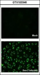 Anti-Dengue virus NS1 protein antibody used in Immunocytochemistry/ Immunofluorescence (ICC/IF). GTX103346