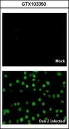 Anti-Dengue virus NS5 protein antibody used in Immunocytochemistry/ Immunofluorescence (ICC/IF). GTX103350