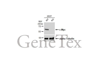 Anti-c-Myc antibody used in Western Blot (WB). GTX103436