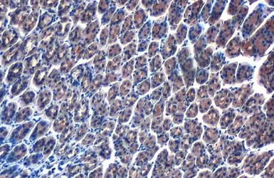 Anti-AMPK alpha 2 antibody used in IHC (Paraffin sections) (IHC-P). GTX103487