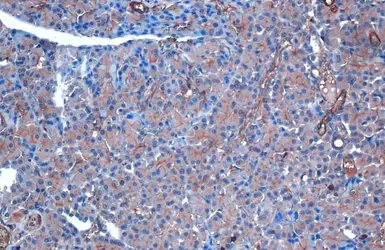 Anti-AMPK alpha 2 antibody used in IHC (Paraffin sections) (IHC-P). GTX103487