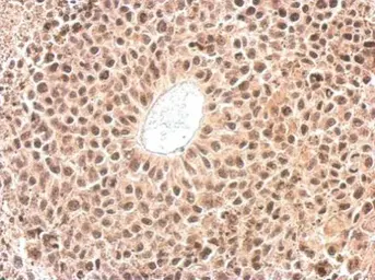 Anti-Cyclophilin E antibody used in IHC (Paraffin sections) (IHC-P). GTX103662