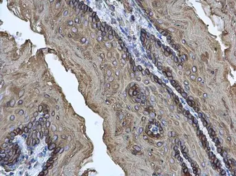Anti-Cytokeratin 17 antibody used in IHC (Paraffin sections) (IHC-P). GTX103765