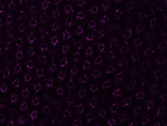Anti-Dishevelled 2 antibody [N2C2], Internal used in  (). GTX103878