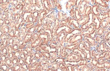 Anti-NOX1 antibody used in IHC (Paraffin sections) (IHC-P). GTX103888