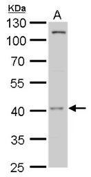 Anti-MOS antibody used in Western Blot (WB). GTX103962