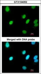 Anti-RFC4 antibody [N1C3] used in Immunocytochemistry/ Immunofluorescence (ICC/IF). GTX104052