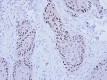Anti-RFC4 antibody [N1C3] used in IHC (Paraffin sections) (IHC-P). GTX104052