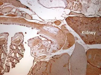 Anti-IDH3A antibody used in IHC (Paraffin sections) (IHC-P). GTX104073