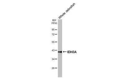 Anti-IDH3A antibody used in Western Blot (WB). GTX104073
