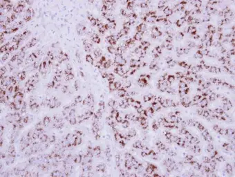 Anti-EDIL3 antibody used in IHC (Paraffin sections) (IHC-P). GTX104086